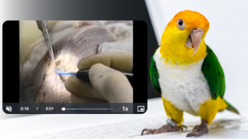 Avian Soft Tissue Surgery Videos Banner
