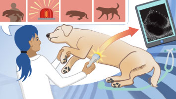 Emergency Ultrasonography Tutorial: Small Animal Medicine Banner