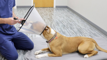 Expert Behavior Articles Banner